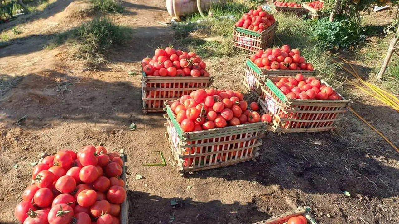 سعر الطماطم في الأسواق اليوم.. كيف يمكن الشراء بتكلفة مخفضة؟